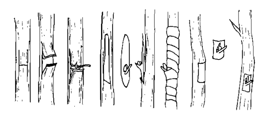 Hình 16. Ghép chồi hình chữ H, hình thuẫn và hình chữ nhật